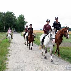 Dansk Varmblod Francesca G 