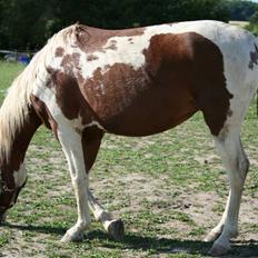 Pinto Svalebo's Shiwa