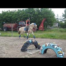 Fjordhest Bassemor *Min plejepony*