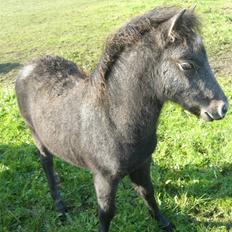 Anden særlig race Milton - SOLGT