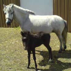 Anden særlig race Milton - SOLGT