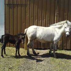 Anden særlig race Milton - SOLGT