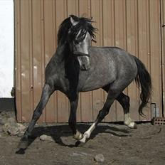 Welsh Pony (sec B) Romeo - SOLGT