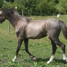 Welsh Pony (sec B) Romeo - SOLGT