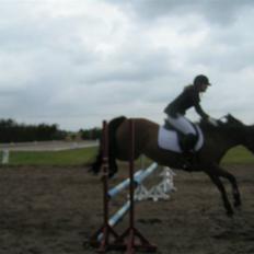 New Forest Stegstedgaards Lynette 