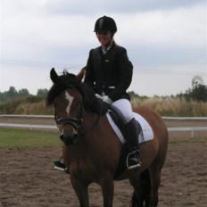 New Forest Stegstedgaards Lynette 