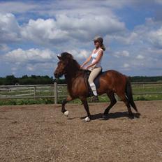 Islænder Joi fra Rosenlund