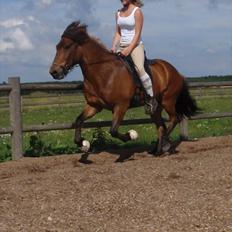 Islænder Joi fra Rosenlund