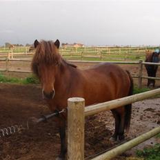 Islænder Joi fra Rosenlund