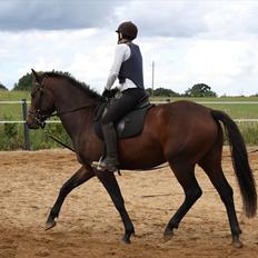 Anden særlig race Savah - SOLGT