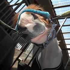 Anden særlig race Fire Fly  