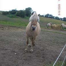 Fjordhest Bassemor *Min plejepony*