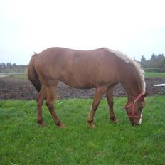 Tysk Sportspony cira*aflivet*