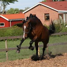 Oldenborg Bugno
