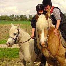 Tyroler Haflinger Fie solgt