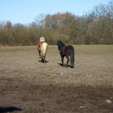 Tyroler Haflinger Fie solgt