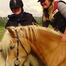 Tyroler Haflinger Fie solgt