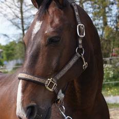 Oldenborg Pascal