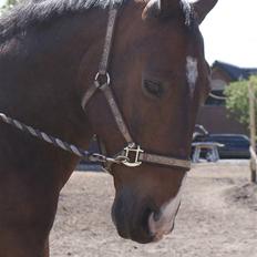 Oldenborg Pascal