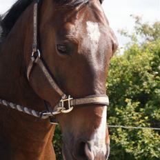 Oldenborg Pascal