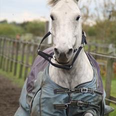 Anden særlig race | Chello Højgård |