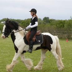 Irish Cob Sir Malthe SOLGT