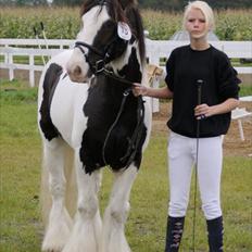 Irish Cob Sir Malthe SOLGT