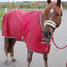 Belgisk Sportspony Freddy 