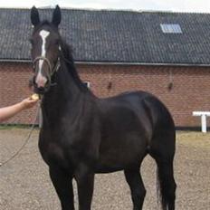 Dansk Varmblod Staugaard's Shannon