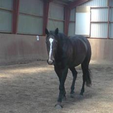 Dansk Varmblod Staugaard's Shannon