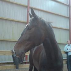 Dansk Varmblod Staugaard's Shannon