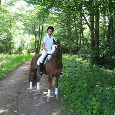 New Forest Blåbærhegnets Tatoo R.I.P