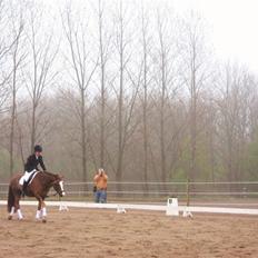 New Forest Blåbærhegnets Tatoo R.I.P