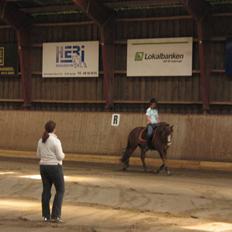 New Forest Blåbærhegnets Tatoo R.I.P