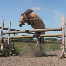 Fjordhest KF's Be At The Funny Way