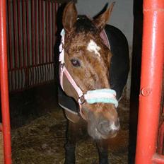 Hannoveraner Bona Laudata(aflivet:'()