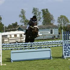 Hannoveraner Bona Laudata(aflivet:'()