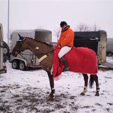 Hannoveraner Bona Laudata(aflivet:'()