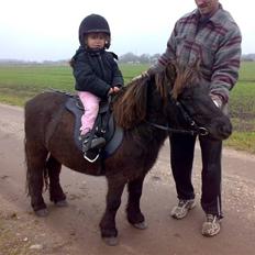 Shetlænder >>Askepan<< Solgt>>