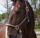 Oldenborg Pascal