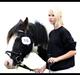 Irish Cob Sir Malthe SOLGT