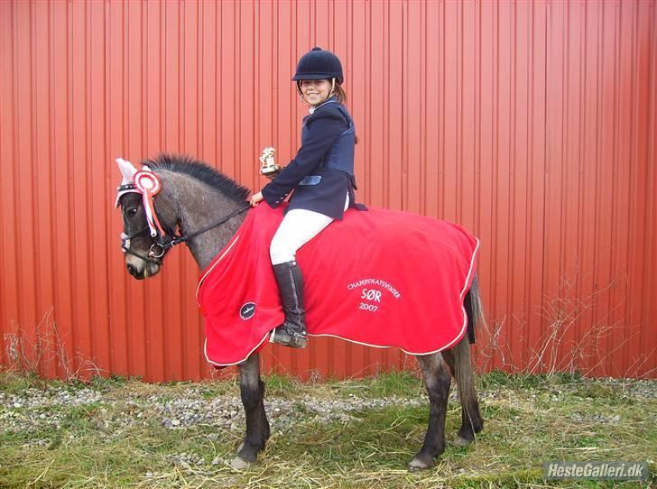 Amerikansk Pony springer SMOKY - 2)Er han ikke bare kær??Championatsvinder 2007 han fik 246 point elsker den pony<"3 billede 2