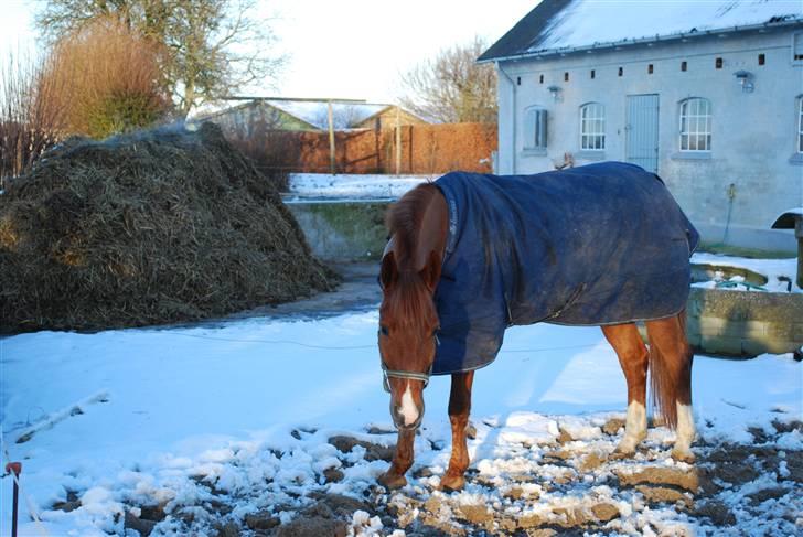 Anden særlig race Oliver - Oliver i sneen :) billede 6