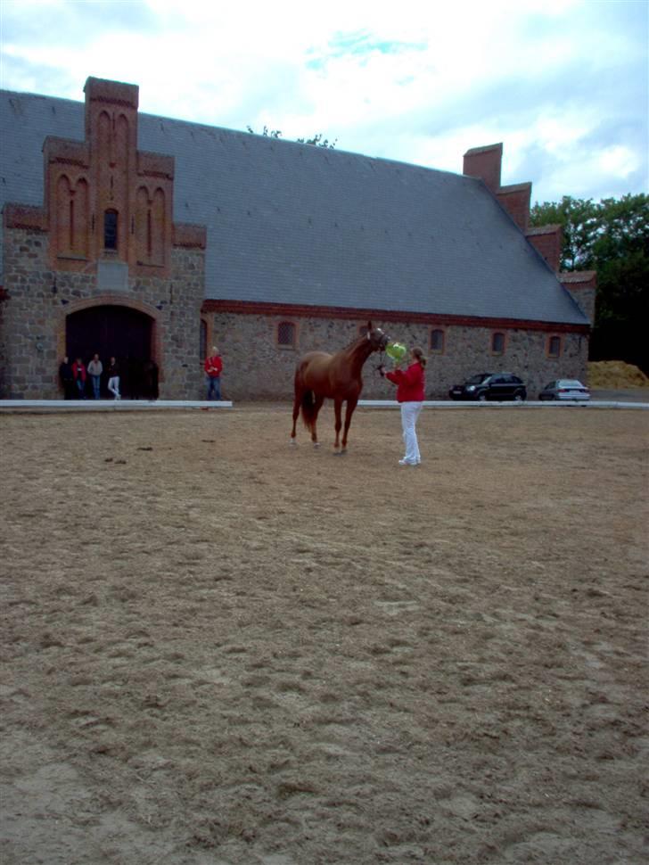 Dansk Varmblod Savoy - Kåring på Vilhemsborg billede 2
