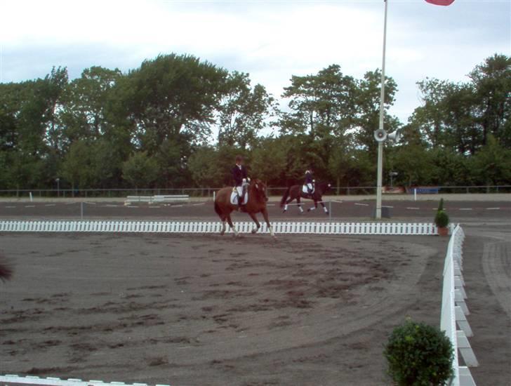 Dansk Varmblod Savoy - Kåring på Vilhemsborg billede 3