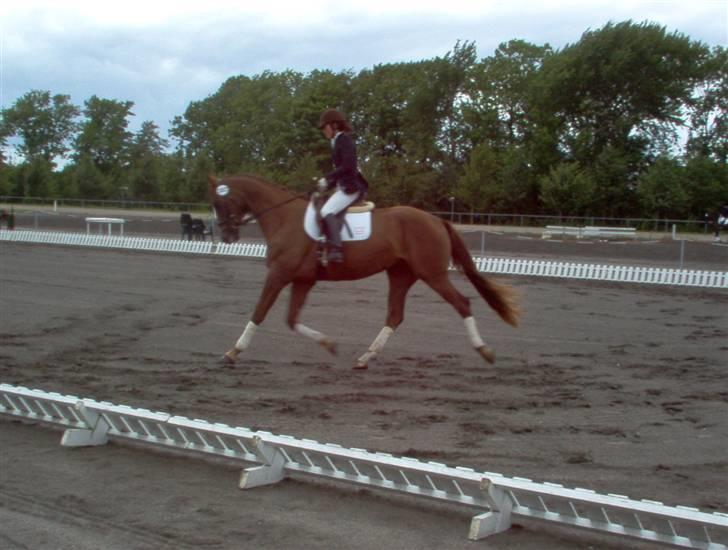 Dansk Varmblod Savoy - Kåring på Vilhemsborg billede 4