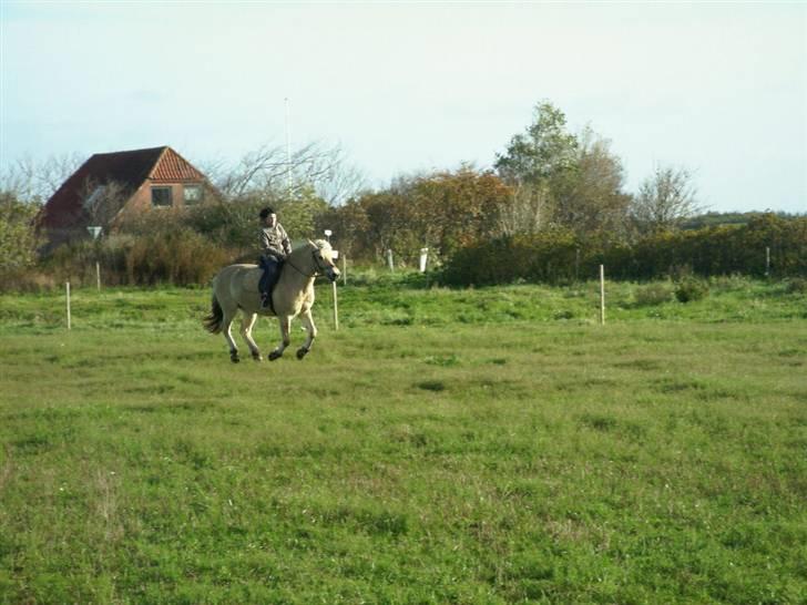 Fjordhest frida<3 - mig og frida i galop på marken billede 1