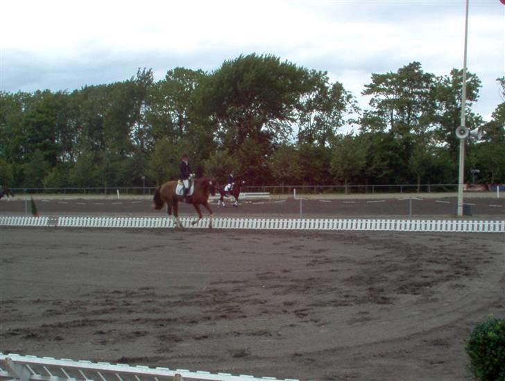 Dansk Varmblod Savoy - Kåring på Vilhemsborg billede 5