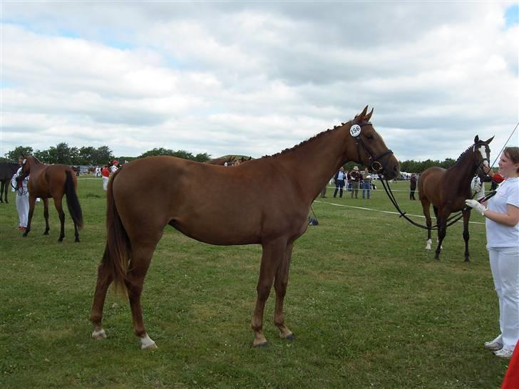 Dansk Varmblod Savoy - Landskue 2006 billede 6