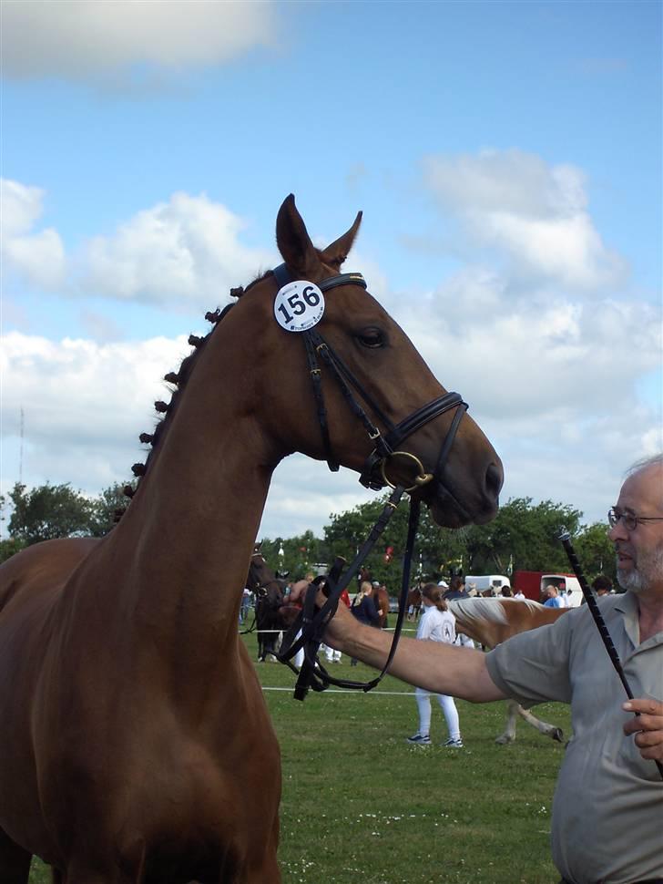Dansk Varmblod Savoy - Landskue 2006 billede 7